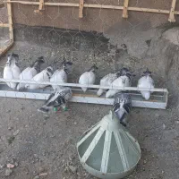 جوجه کبوتروجوجه شامی