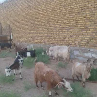بز فروشی