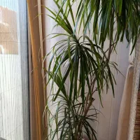 گیاهان آپارتمانی