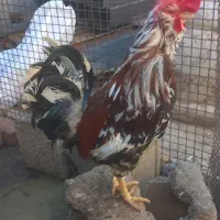 خروس نژاد دار اصیل ۳عدد