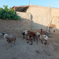 بره همو هترو