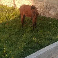 اسب