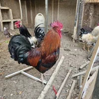 مرغ‌وخروس