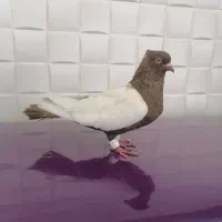 معاوضه سینه ماده همه چیز تموم