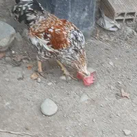 خروس گلین