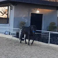 فراقت و سرگرمی