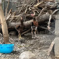 جوجه چابهاری