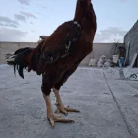 خروس لاری
