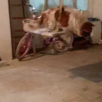 پامرانین