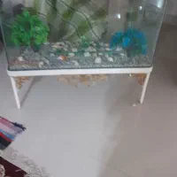 اکواریوم