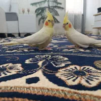 عروس هلندی