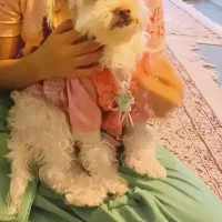پت آروم و دوست داشتنی شیتزو