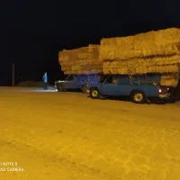 کاه گندم و ...