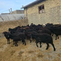 بره ماده قره قزل