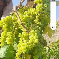 باغ انگور