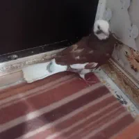 کفتر|پرنده|انگوران, |دیوار