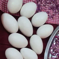 تخم غاز میهام