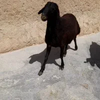 گوسفند نر