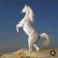 اسب مادیان