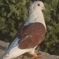 کبوتر دوکت سرخ