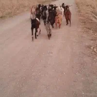 بزغاله نر ماده بز چاغ