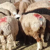 دنیای قوچ۱۵راس و بره ماده ۵۰راس. اسفدن