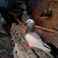 کبوتر مثل عکس