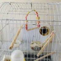 قفس پرنده