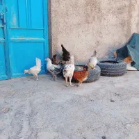 جوجه 4ماهه کاکلی