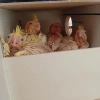 عروس هلندی لوتینو