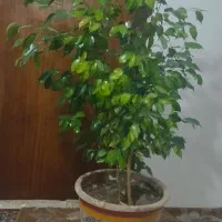 بنجامین سبز