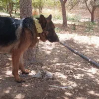 سگ ژرمن