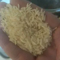 برنج سر لاشه طارم گیلانی