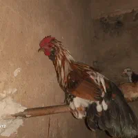 خروس گلین