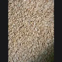 گندم دیم درجه یک بوجاری شده