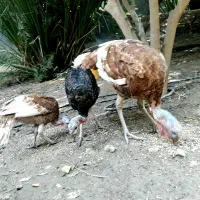بوقلمون/برنز/بوربون/گوشتی