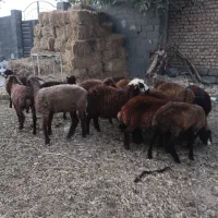 بره نر و ماده سبک