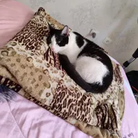 گربه گمشده