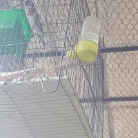 سهره ماده قفسی