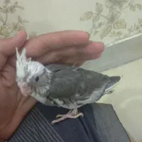 جوجه عروس هلندی وایت فیس