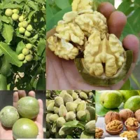 گردو سبز