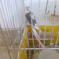 عروس هلندی ماده