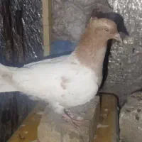 یک عدد کله ای معاوضه با کبوتر جفت جوجه پلاک
