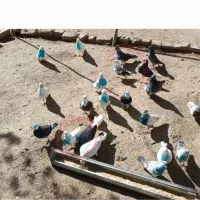 کفتر