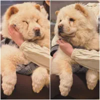 سگ چاوچاو