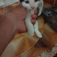 بچه گربه