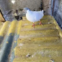 گوباش|پرنده|اردبیل, |دیوار