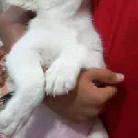 سگ هاسگی
