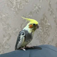 عروس هلندی ماده