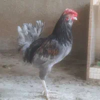 خروس گلین